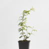 CALLIANDRA PINK