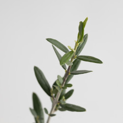 OLEA EUROPEA SYLVESTRIS