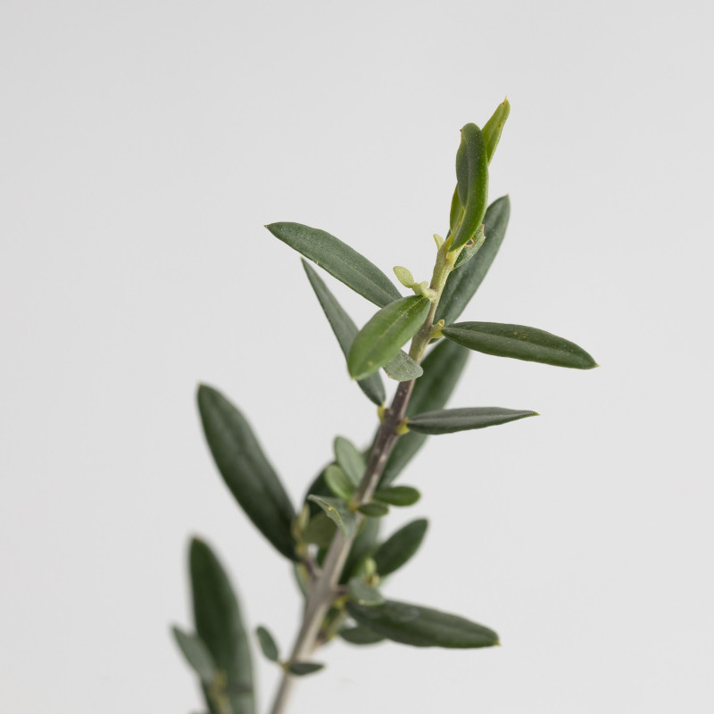 OLEA EUROPEA SYLVESTRIS