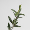 OLEA EUROPEA SYLVESTRIS