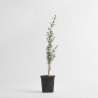 OLEA EUROPEA SYLVESTRIS