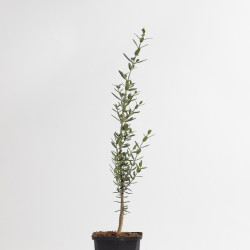 OLEA EUROPEA SYLVESTRIS