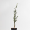 OLEA EUROPEA SYLVESTRIS