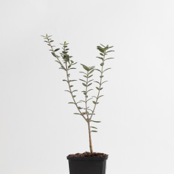 OLEA EUROPEA SYLVESTRIS