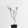 OLEA EUROPEA SYLVESTRIS