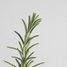 SALVIA OFFICINALIS - ROMERO