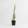 SALVIA OFFICINALIS - ROMERO