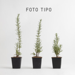 SALVIA OFFICINALIS - ROMERO