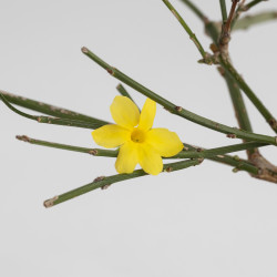 Jasminum nudiflorum