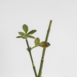Jasminum nudiflorum
