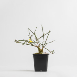 Jasminum nudiflorum