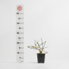 Jasminum nudiflorum