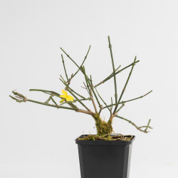 Jasminum nudiflorum