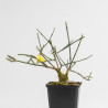 Jasminum nudiflorum