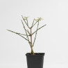 Jasminum nudiflorum