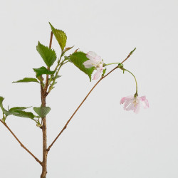 PRUNUS ACCOLADE