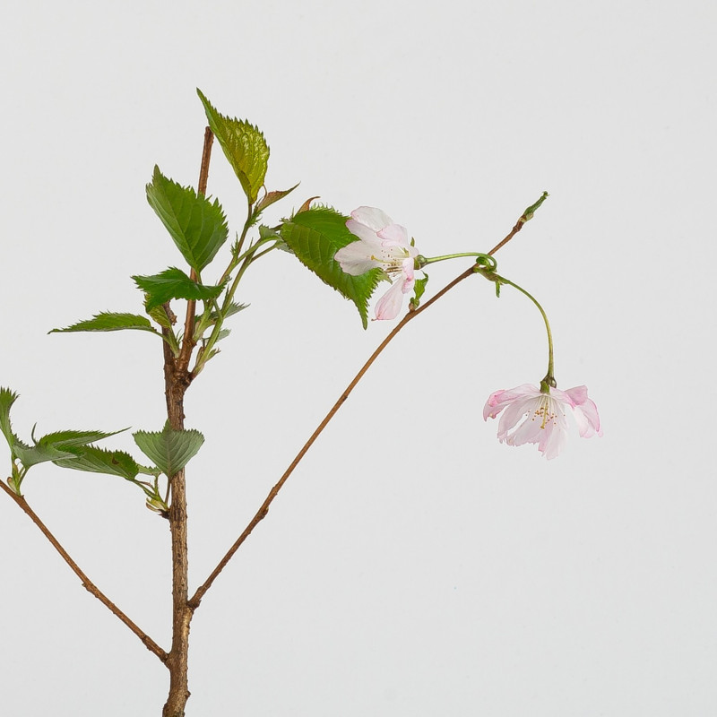 PRUNUS ACCOLADE