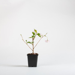 PRUNUS ACCOLADE