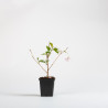 PRUNUS ACCOLADE