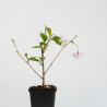 PRUNUS ACCOLADE