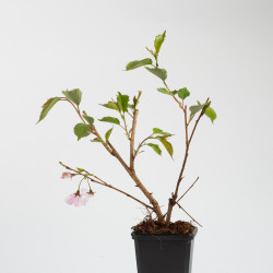 PRUNUS ACCOLADE