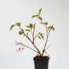 PRUNUS ACCOLADE