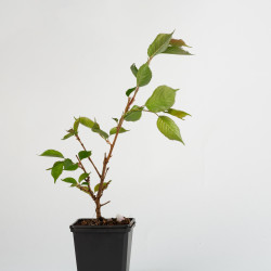 PRUNUS ACCOLADE