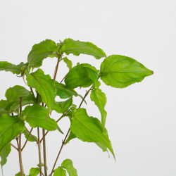 Cornus kousa