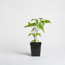 Cornus kousa