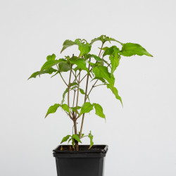 Cornus kousa