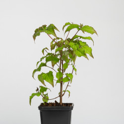 Cornus kousa