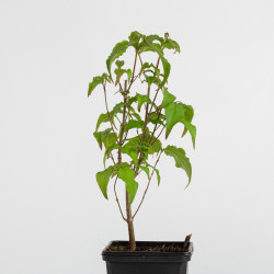 Cornus kousa