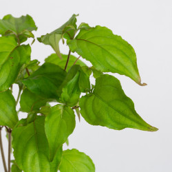 Cornus kousa
