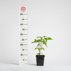 Cornus kousa