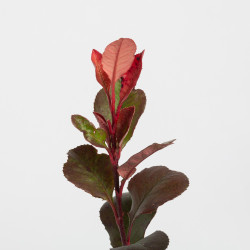 Photinia Little Red Robin
