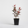 Photinia Little Red Robin