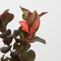 Photinia Little Red Robin