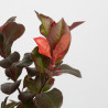 Photinia Little Red Robin