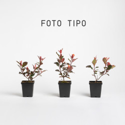 Photinia Little Red Robin
