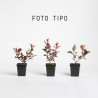 Photinia Little Red Robin