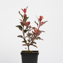 Photinia Little Red Robin