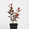 Photinia Little Red Robin