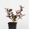Photinia Little Red Robin