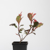 Photinia Little Red Robin