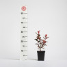 Photinia Little Red Robin