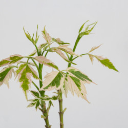 Acer negundo flamingo
