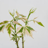 Acer negundo flamingo