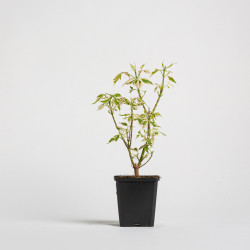 Acer negundo flamingo
