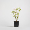 Acer negundo flamingo