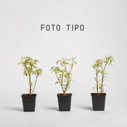Acer negundo flamingo